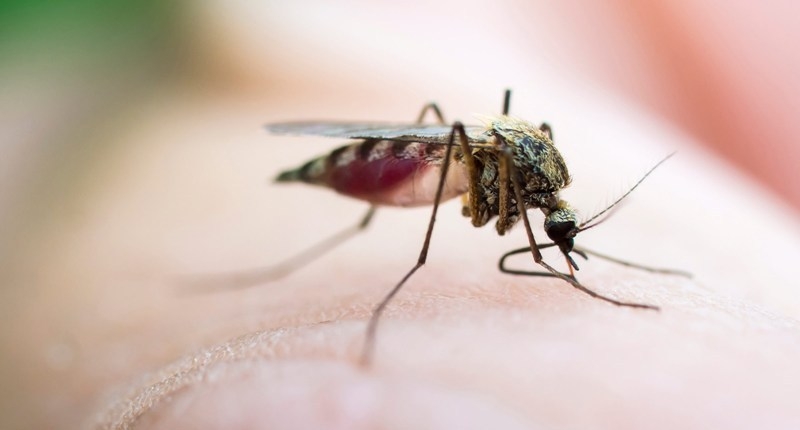 Get rid of mosquitoes naturally
