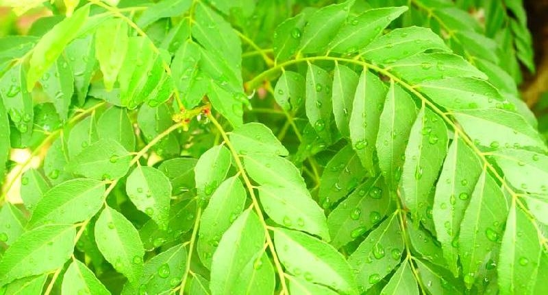 Awesome health benefits of curry leaves