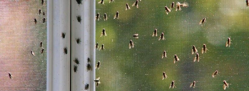 Keep your house free from houseflies in rainy season