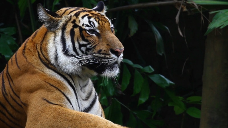 Rising number of tigers covers double forest beat area