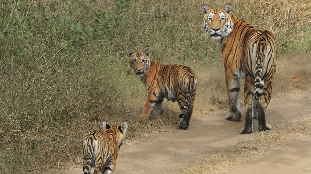 How is the condition of tigers in India?