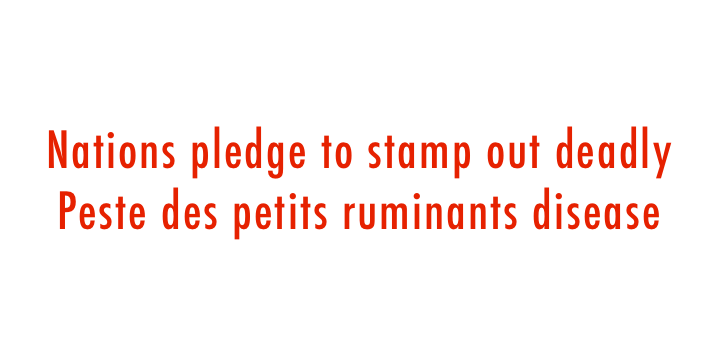  Nations pledge to stamp out deadly Peste des petits ruminants disease 