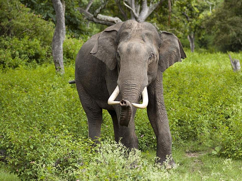 Rampaging elephants to be sent to Bandhavgarh