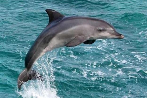  India's first dolphin research centre to come up soon in Patna 