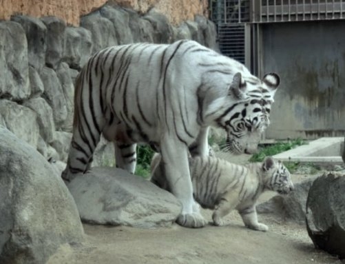 Rare white tiger becomes homicidal, kills zookeeper in Japan