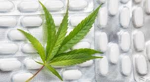 Marijuana based medical products could be safe to treat multiple sclerosis patients 