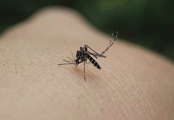  Bihar's Government officer dies of dengue 