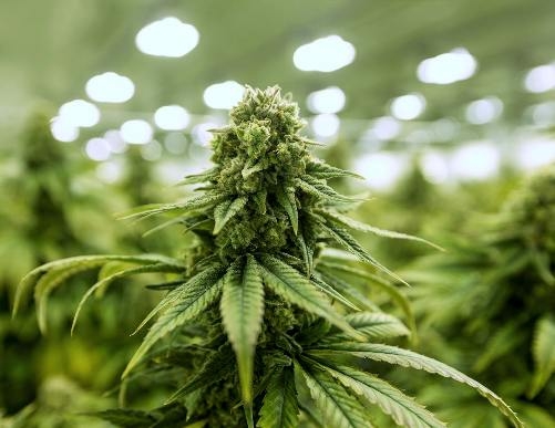 After Uruguay,  Canada to legalise possession and use of recreational cannabis