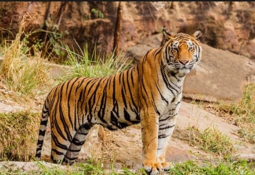  Man eater tigress Sundari to be shifted back into enclosure 