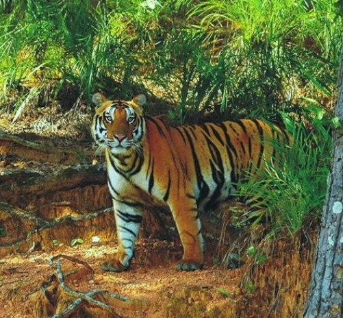  Tiger found dead in Odisha 