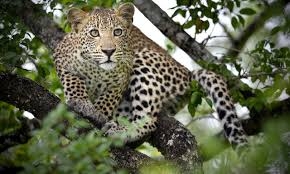  Injured leopard rescued near Agra Fort dies in Agra 