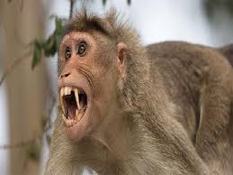  Monkeys kill woman in Agra 