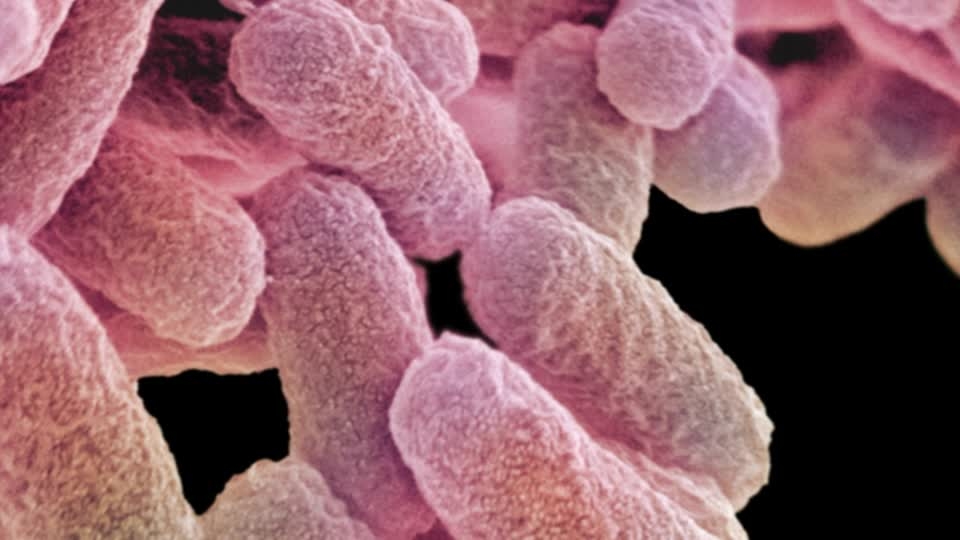  New test to detect deadly E. coli in food quickly 