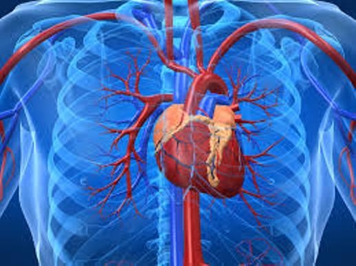  Adult hearts lack stem cells: Study 