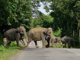  Elephants kill man in Jharkhand 