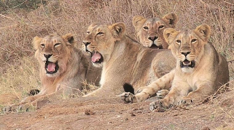  Decayed carcass of lioness found in Gir Gujarat 