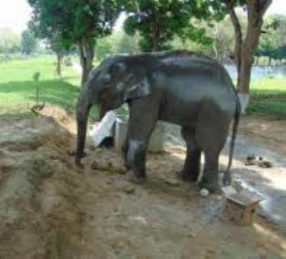  Baby elephant falls into well, rescued 