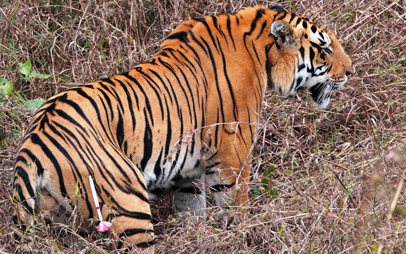 Tiger leaves for Sanjay Tiger Reserve from Kanha