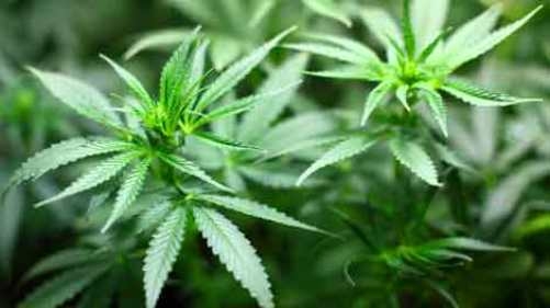  New Zealand parliament passes medicinal marijuana bill 
