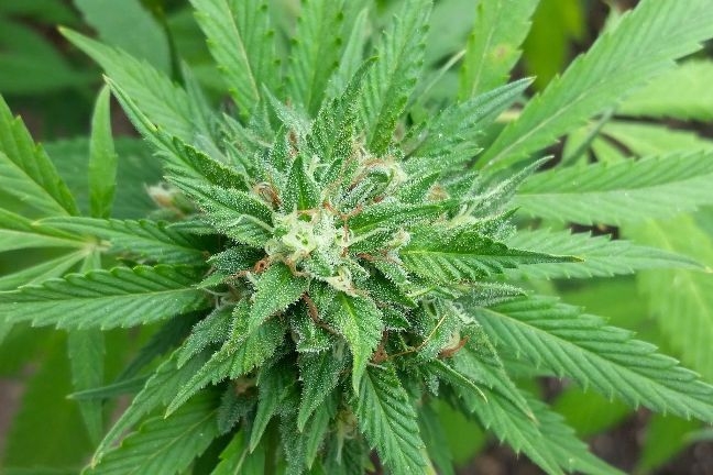  Cannabis exposure can alter sperm: Study 