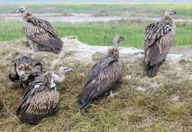 State-wide Vulture Census from January 12