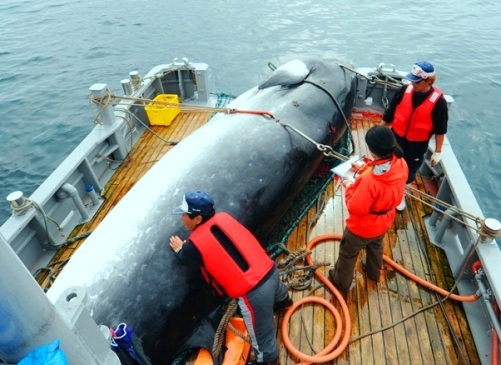 Japan to restart commercial whaling from July 2019 