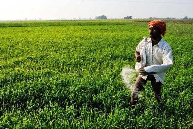 Continuous supply of urea to farmers of the state continues