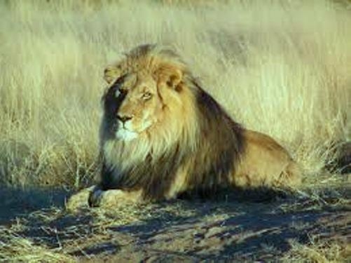  Lion escapes at US zoo, kills worker 