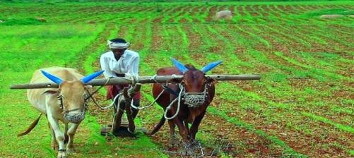  The banks' agricultural credit growth rate came down drastically in the last financial year