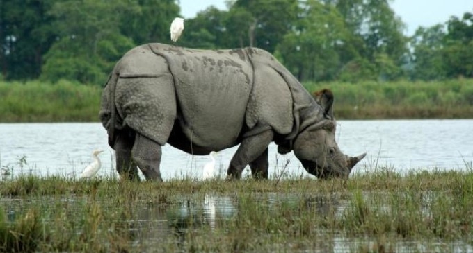 3 nabbed with arms, ammunition from Kaziranga park 