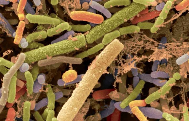  Gut bacteria key to protecting against arsenic poisoning 
