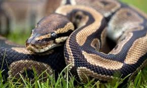  Two more pythons rescued in Agra 
