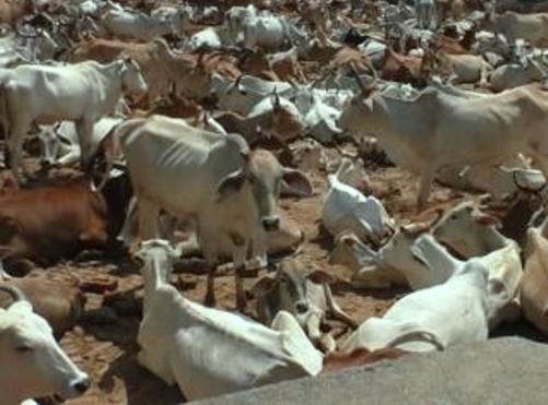  Congress Government overcomes Shivraj Government decision to open golf course on 650 acres of land in Bull Mother Farm