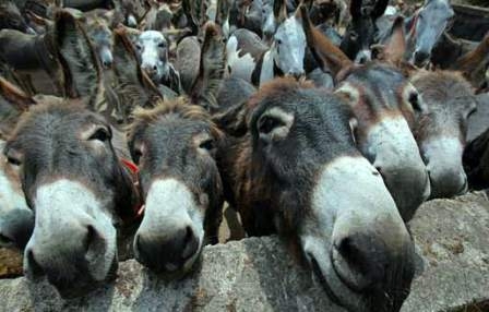 Donkeys support the economy of Pakistan!