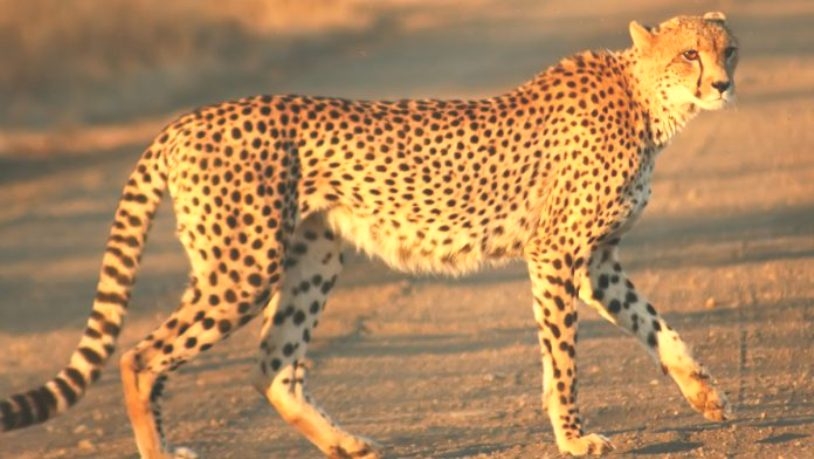 After tiger state, now cheetah state tag for MP? 