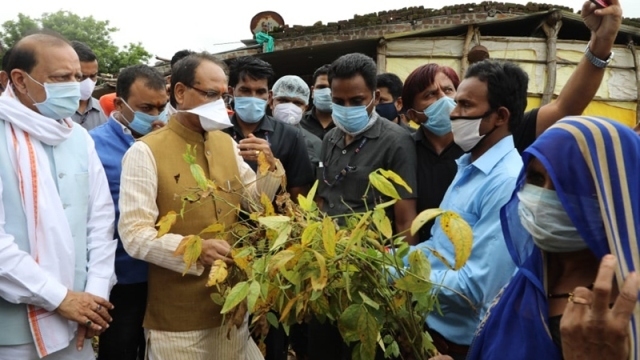 Loss in soybean crop to be compensated by combining crop insurance and relief amount