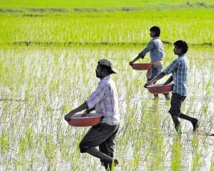 Agricultural sector saves the country's economy in the Corona crisis