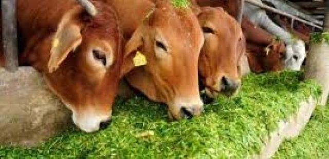 Gau-cabinet has been constituted for conservation and promotion of cows in the state: CM Chouhan