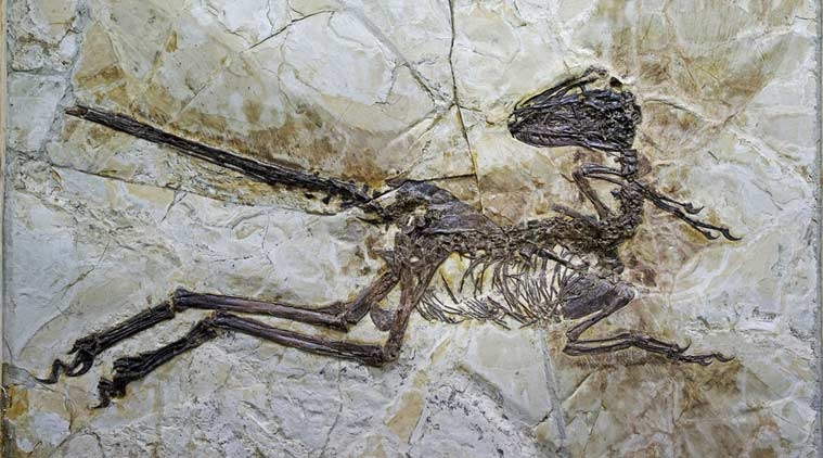  New species of bird-like dinosaur discovered in China 