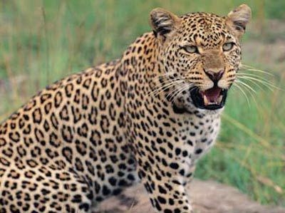  Heavy poaching of  neglected  leopards reported over weekend (With image) 