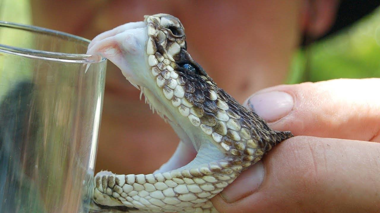  Snake venom seized by BSF in Bengal 