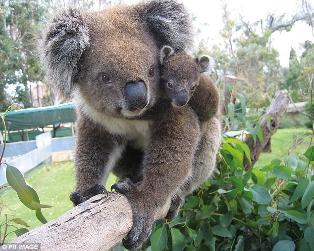  Australian koala population relocated for over-eating 