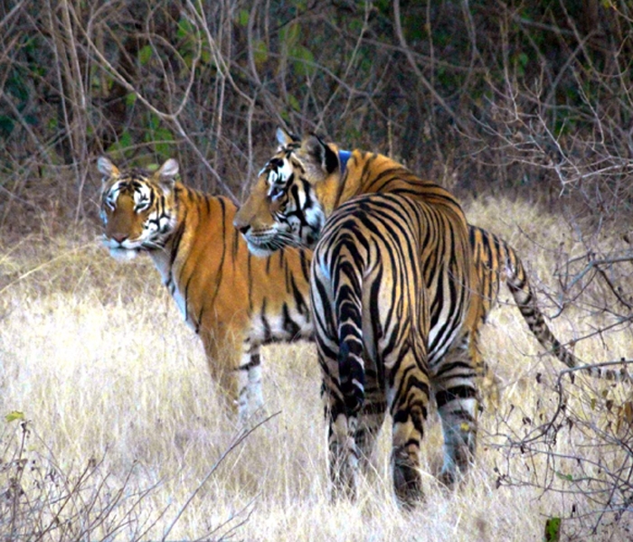 Once tigerless Panna makes achievement
