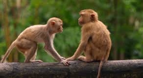  Social ties boost life expectancy in monkeys: Study 