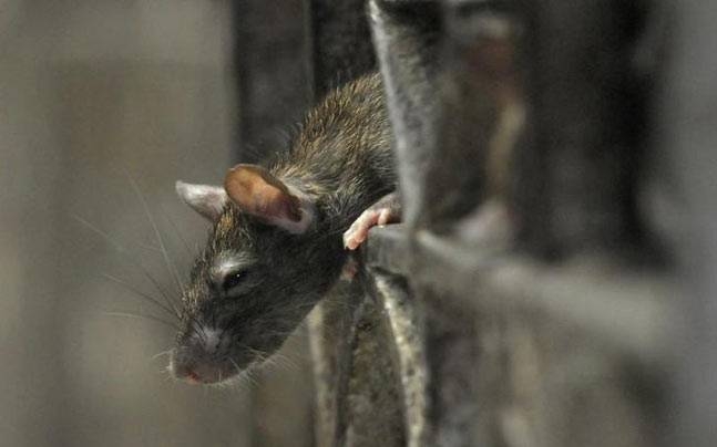  Rat bites infant at hospital in Madhya Pradesh 