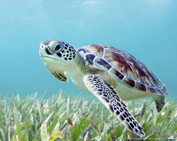  50 sea turtles released ahead of Endangered Species Day 