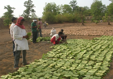 17 lakh standard bags of Tendu Patta collected