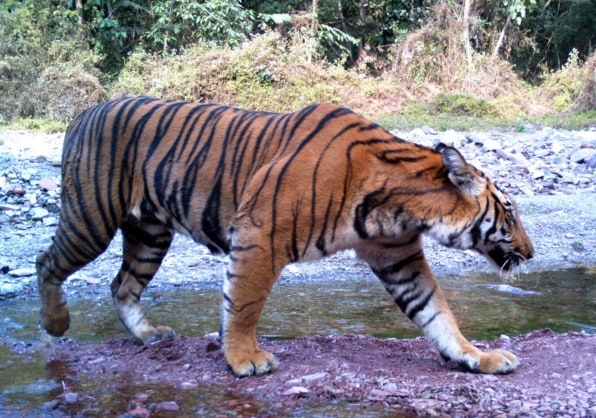   Time of photo-capture provides valuable data to study tigers  
