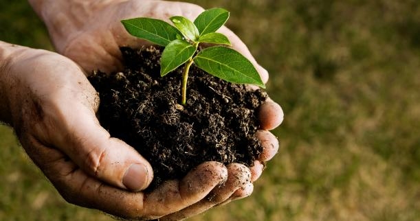  Bollywood celebrities pledge to plant trees 