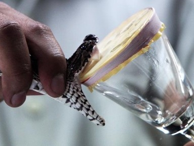  Snake venom worth Rs 70 cr seized in Darjeeling 